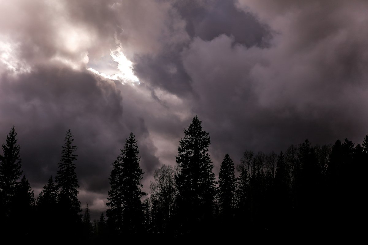 Dark storm clouds over a line of pine trees