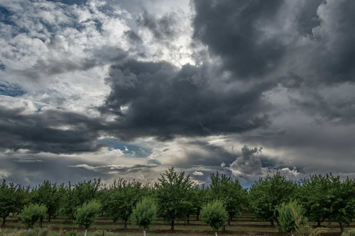 Heavy storm clouds over rows of young trees